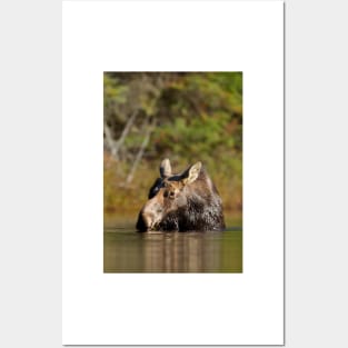 Moose - Algonquin Park, Canada Posters and Art